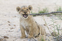 African Lion (Panthera leo) eight week old cub chewing on twig, Sabi-sands Game Reserve, South Africa