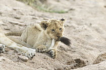 African Lion (Panthera leo) two month old cub playing with mother's tail, Sabi-sands Game Reserve, South Africa