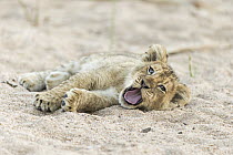 African Lion (Panthera leo) two month old cub yawning, Sabi-sands Game Reserve, South Africa