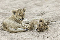 African Lion (Panthera leo) two month old cubs, Sabi-sands Game Reserve, South Africa