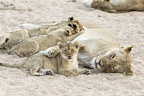 African Lion (Panthera leo) mother with two month old cubs, Sabi-sands Game Reserve, South Africa