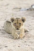 African Lion (Panthera leo) two month old cub, Sabi-sands Game Reserve, South Africa
