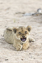 African Lion (Panthera leo) two month old cub snarling, Sabi-sands Game Reserve, South Africa