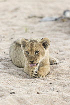 African Lion (Panthera leo) two month old cub licking paw, Sabi-sands Game Reserve, South Africa