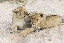 African Lion (Panthera leo) two month old cubs playing, Sabi-sands Game Reserve, South Africa