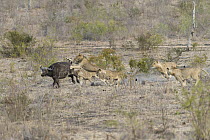 African Lion (Panthera leo) pride hunting Cape Buffalo (Syncerus caffer), Sabi-sands Game Reserve, South Africa. Sequence 2 of 6
