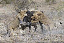African Lion (Panthera leo) pride hunting Cape Buffalo (Syncerus caffer), Sabi-sands Game Reserve, South Africa. Sequence 3 of 6