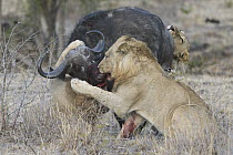 African Lion (Panthera leo) pride hunting Cape Buffalo (Syncerus caffer), Sabi-sands Game Reserve, South Africa. Sequence 4 of 6