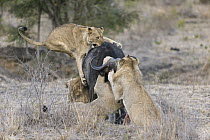 African Lion (Panthera leo) pride hunting Cape Buffalo (Syncerus caffer), Sabi-sands Game Reserve, South Africa. Sequence 5 of 6