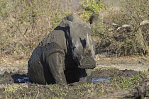 White Rhinoceros (Ceratotherium simum) wallowing in mud, Sabi-sands Game Reserve, South Africa