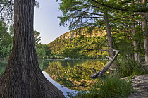 Bald Cypress (Taxodium distichum) trees along river, Frio River, Old Baldy Mountain, Garner State Park, Texas