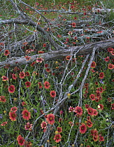 Indian Blanket (Gaillardia pulchella) flowers and dead Juniper (Juniperus sp) tree, Inks Lake State Park, Texas