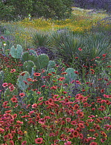 Indian Blanket (Gaillardia pulchella) flowers and Opuntia (Opuntia sp) cacti, Inks Lake State Park, Texas