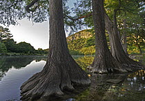 Bald Cypress (Taxodium distichum) trees in river, Frio River, Old Baldy Mountain, Garner State Park, Texas