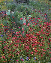 Indian Blanket (Gaillardia pulchella) flowers and Opuntia (Opuntia sp) cacti, Inks Lake State Park, Texas