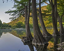 Bald Cypress (Taxodium distichum) trees in river, Frio River, Old Baldy Mountain, Garner State Park, Texas