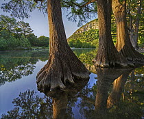 Bald Cypress (Taxodium distichum) trees in river, Frio River, Garner State Park, Texas