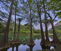 Bald Cypress (Taxodium distichum) trees in river, Frio River, Garner State Park, Texas