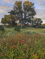 Oak (Quercus sp) tree and Indian Blanket (Gaillardia pulchella) flowers, Texas