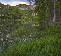 Bald Cypress (Taxodium distichum) trees along river, Frio River, Old Baldy Mountain, Garner State Park, Texas