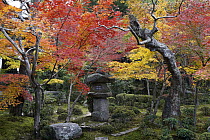 Japanese Maple (Acer palmatum) trees in fall, Kyoto, Japan