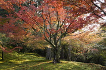 Japanese Maple (Acer palmatum) tree in fall, Kyoto, Japan