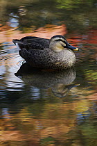 Spot-billed Duck (Anas poecilorhyncha), Kyoto, Japan