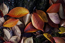Japanese Persimmon (Diospyros kaki) leaves in fall, Kyoto, Japan