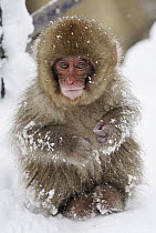 Japanese Macaque (Macaca fuscata) young, Jigokudani, Japan