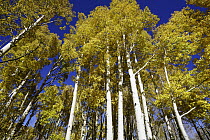 Quaking Aspen (Populus tremuloides) forest in fall, Colorado