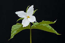 Large-flowered Trillium (Trillium grandiflorum) flower, North America