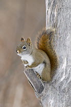 Red Squirrel (Tamiasciurus hudsonicus), Kensington Metropark, Michigan