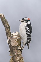 Downy Woodpecker (Picoides pubescens) male, Kensington Metropark, Michigan