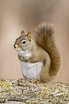 Red Squirrel (Tamiasciurus hudsonicus), Kensington Metropark, Michigan