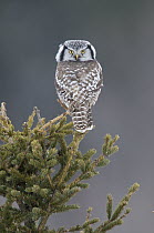 Northern Hawk Owl (Surnia ulula), northern Michigan