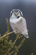 Northern Hawk Owl (Surnia ulula), northern Michigan