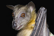 Straw-colored Fruit Bat (Eidolon helvum), Organization for Bat Conservation, Michigan