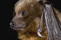Rodrigues Flying Fox (Pteropus rodricensis), Organization for Bat Conservation, Michigan