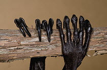 Straw-colored Fruit Bat (Eidolon helvum) legs holding onto branch during roosting, Organization for Bat Conservation, Michigan