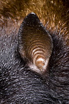 Little Brown Bat (Myotis lucifugus) ear, Organization for Bat Conservation, Michigan