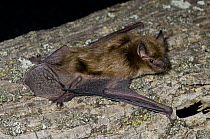 Little Brown Bat (Myotis lucifugus), Organization for Bat Conservation, Michigan