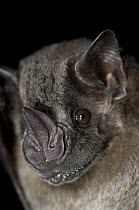 Jamaican Fruit-eating Bat (Artibeus jamaicensis), Organization for Bat Conservation, Michigan