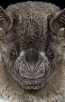 Jamaican Fruit-eating Bat (Artibeus jamaicensis), Organization for Bat Conservation, Michigan