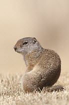 Uinta Ground Squirrel (Spermophilus armatus), Yellowstone National Park, Wyoming