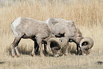 Bighorn Sheep (Ovis canadensis) rams grazing, Yellowstone National Park, Wyoming