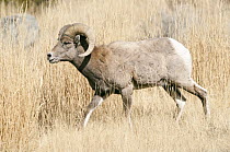 Bighorn Sheep (Ovis canadensis) ram, Yellowstone National Park, Wyoming