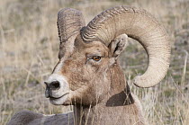 Bighorn Sheep (Ovis canadensis) ram, Yellowstone National Park, Wyoming