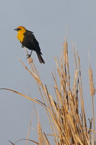 Yellow-headed Blackbird (Xanthocephalus xanthocephalus) male, J. Clark Salyer National Wildlife Refuge, North Dakota