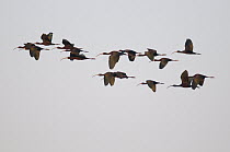 Glossy Ibis (Plegadis falcinellus) flock flying, J. Clark Salyer National Wildlife Refuge, North Dakota