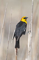 Yellow-headed Blackbird (Xanthocephalus xanthocephalus) male, J. Clark Salyer National Wildlife Refuge, North Dakota